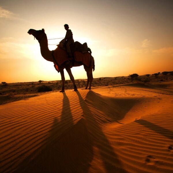 camel safari jaisalmer