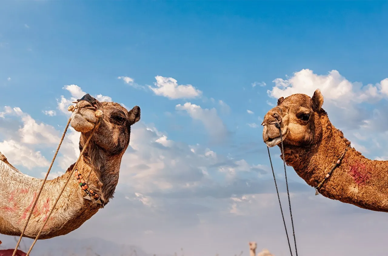 One night two days Jaisalmer tour package